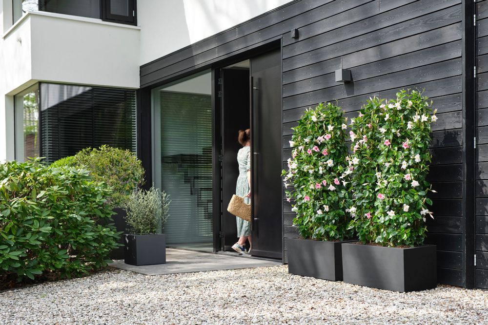 Vivo Next Lang 60