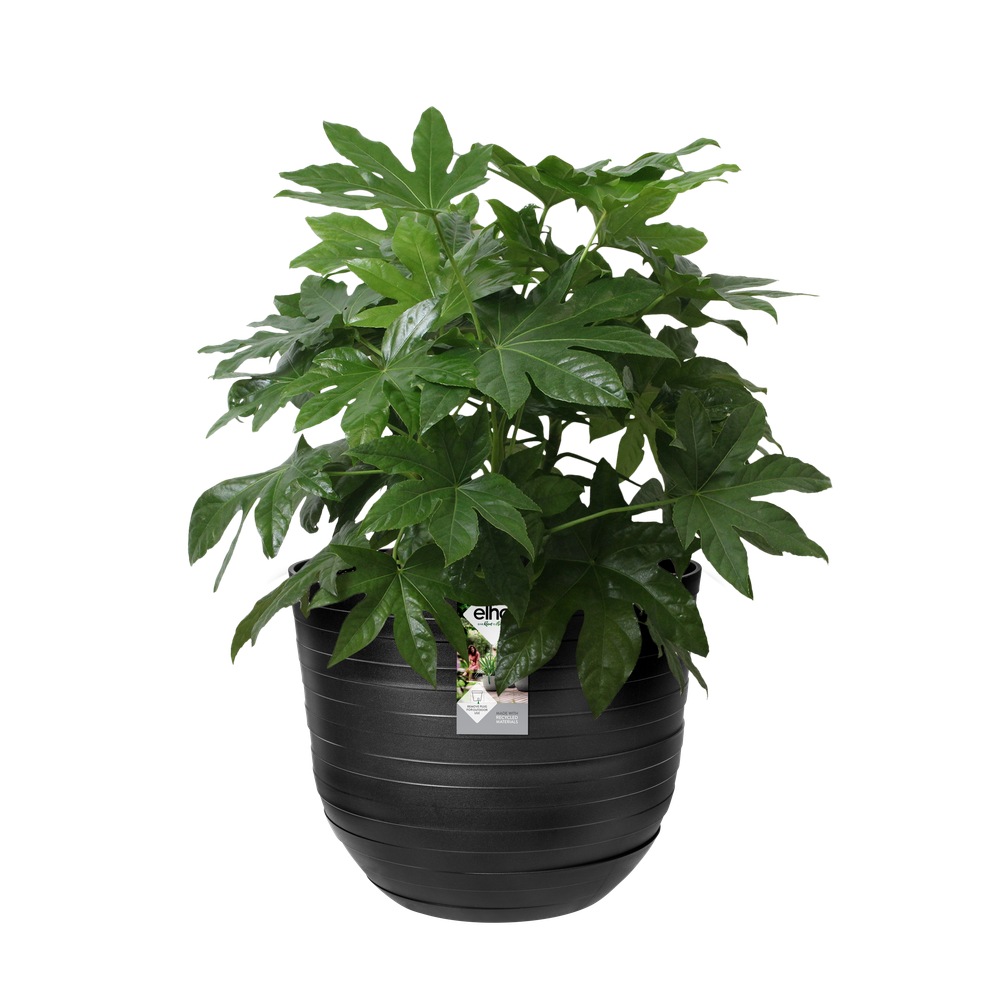 Fuente Rings Rund 30