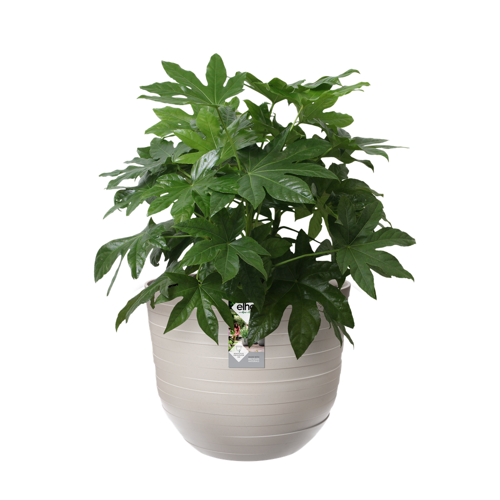 Fuente Rings Rund 38