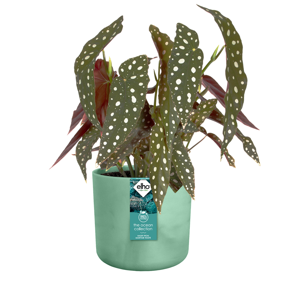 The Ocean Collection Rund 22