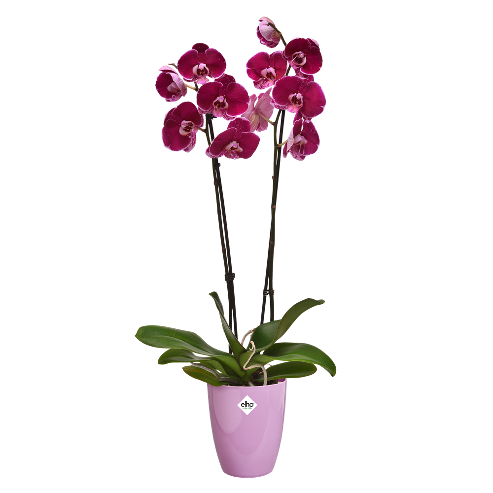 Brussels Diamond Orchidee Hoch 12,5