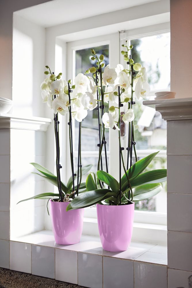 Brussels Diamond Orchidee Hoch 12,5
