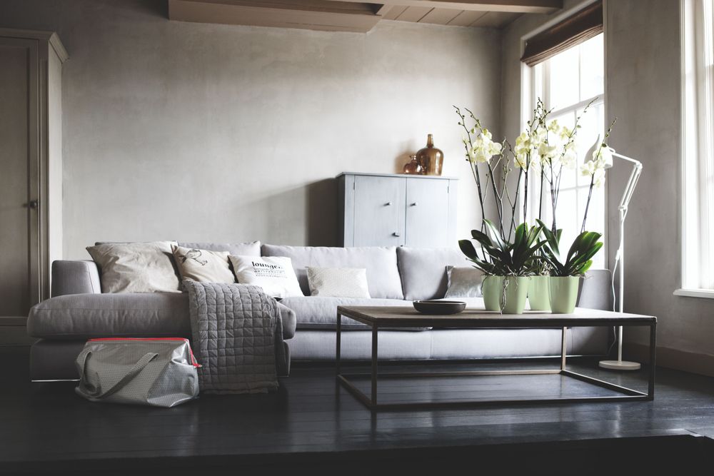 Brussels Diamond Orchidee Hoch 12,5