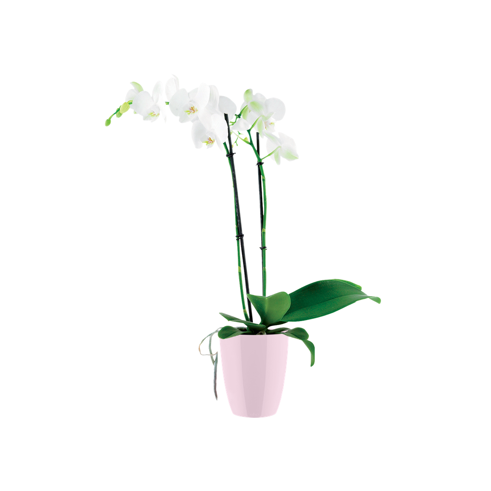 Brussels Diamond Orchidee Hoch 12,5