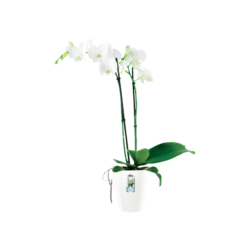 Brussels Diamond Orchidee Hoch 12,5