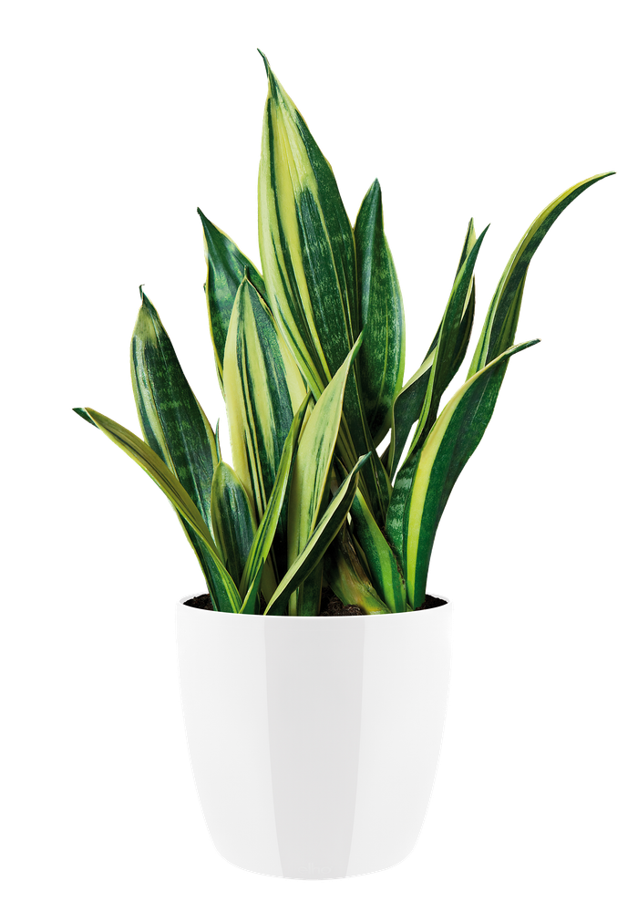 Brussels Diamond Rund 14