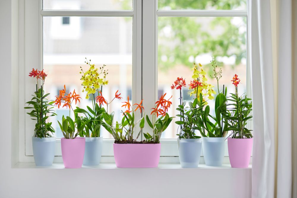 Brussels Orchidee Hoch 12,5