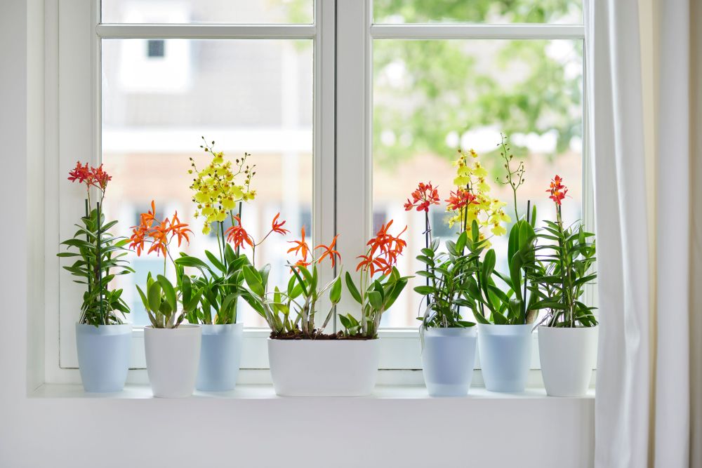 Brussels Orchidee Duo 25