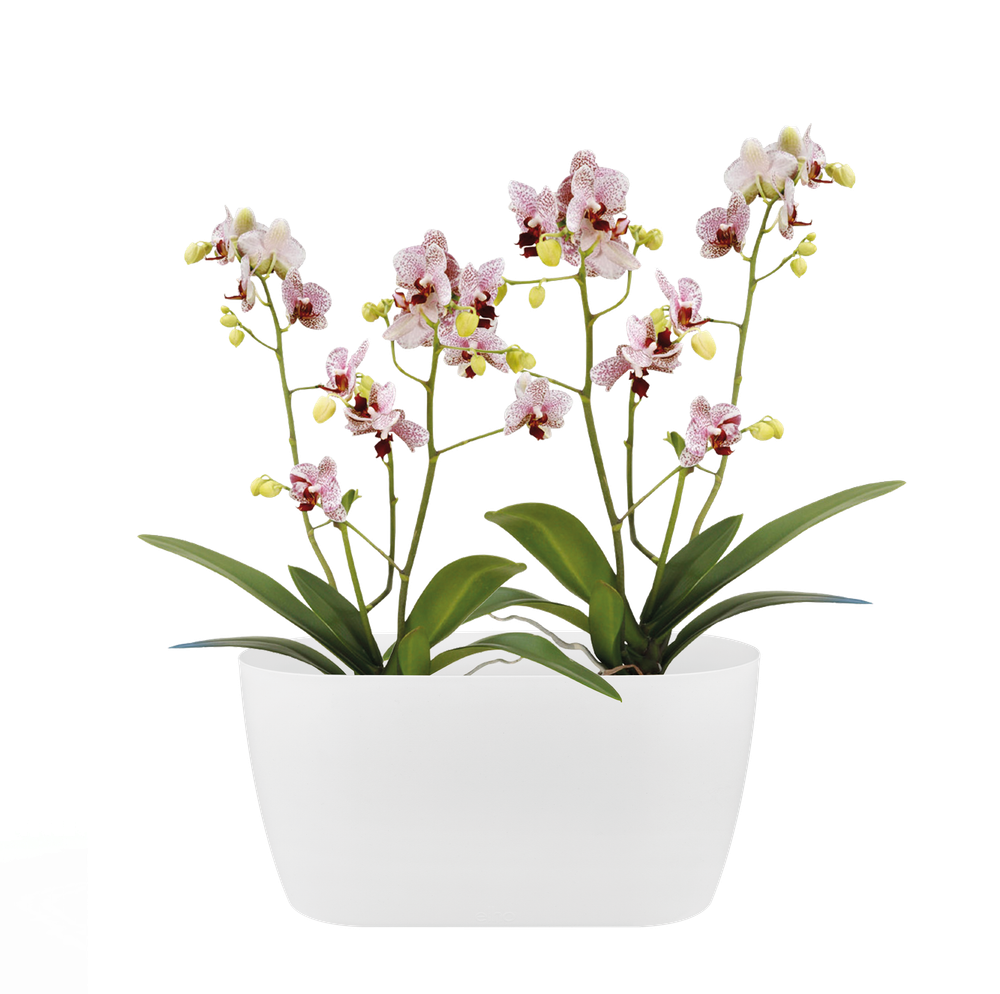 Brussels Orchidee Duo 25