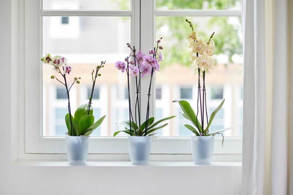 Brussels Orchidee Hoch 12,5