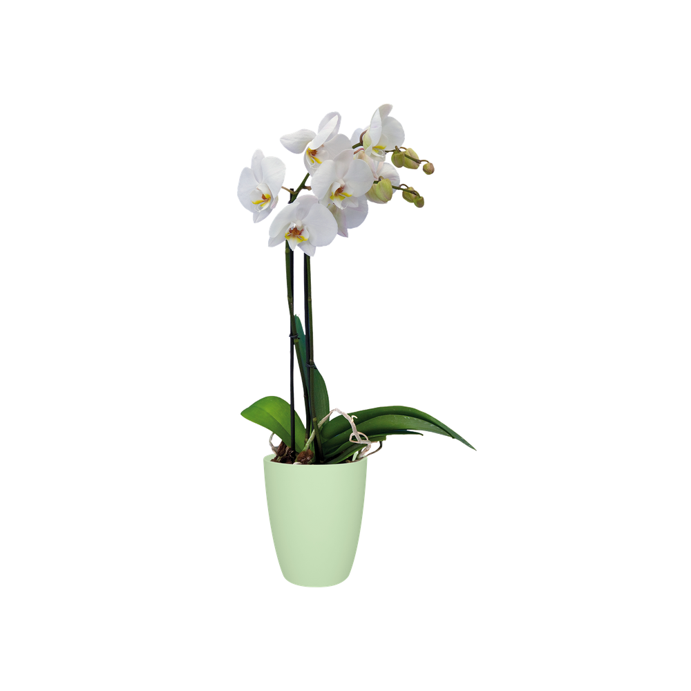 Brussels Orchidee Hoch 12,5