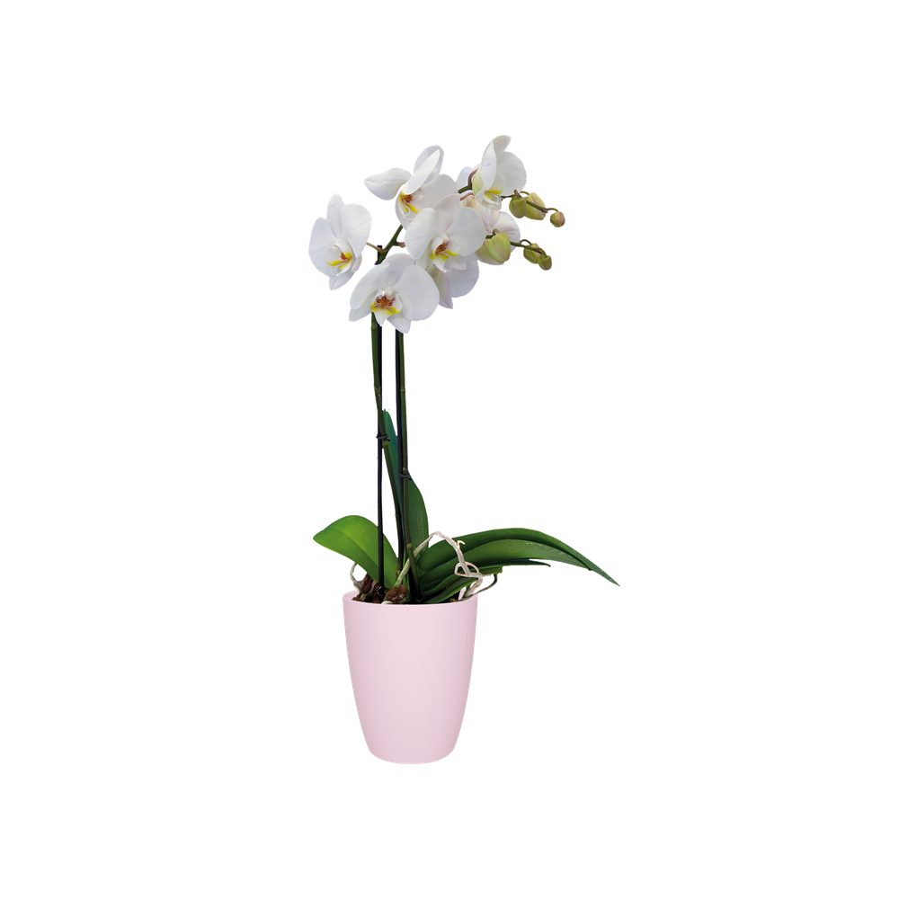 Brussels Orchidee Hoch 12,5