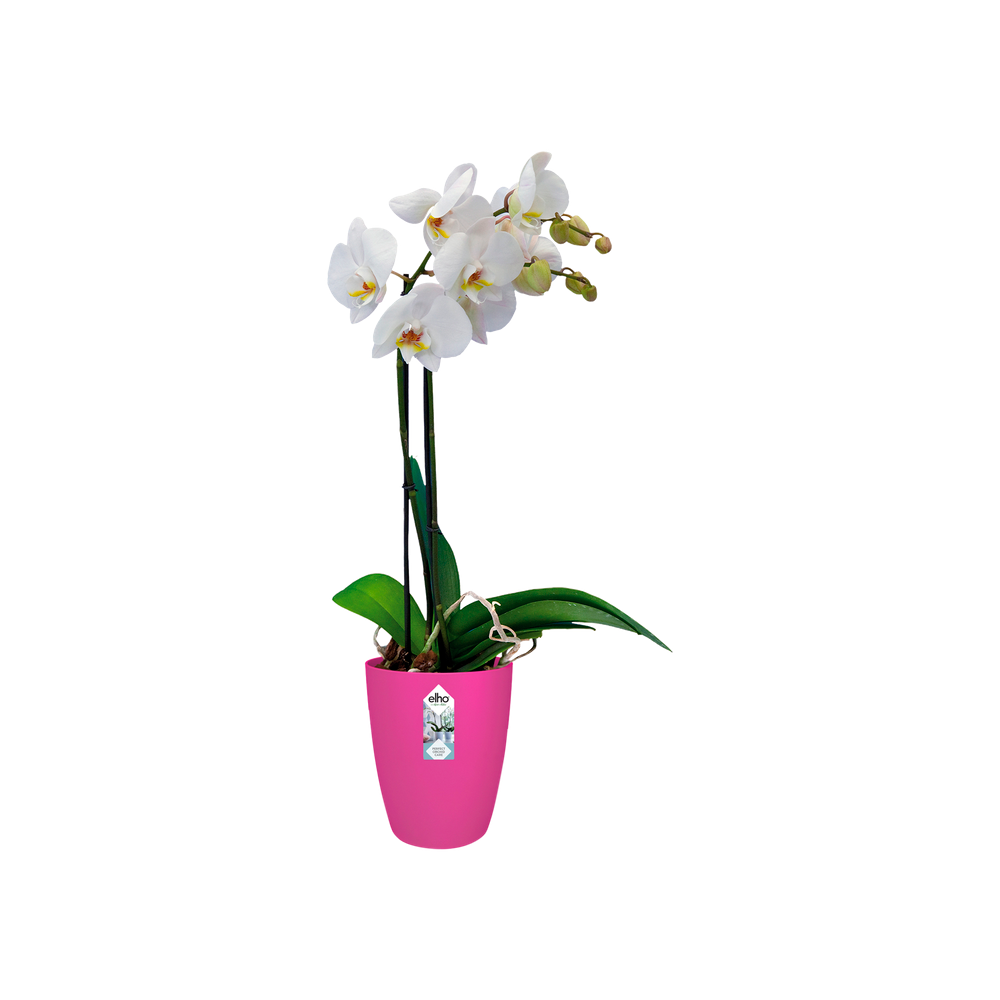 Brussels Orchidee Hoch 12,5