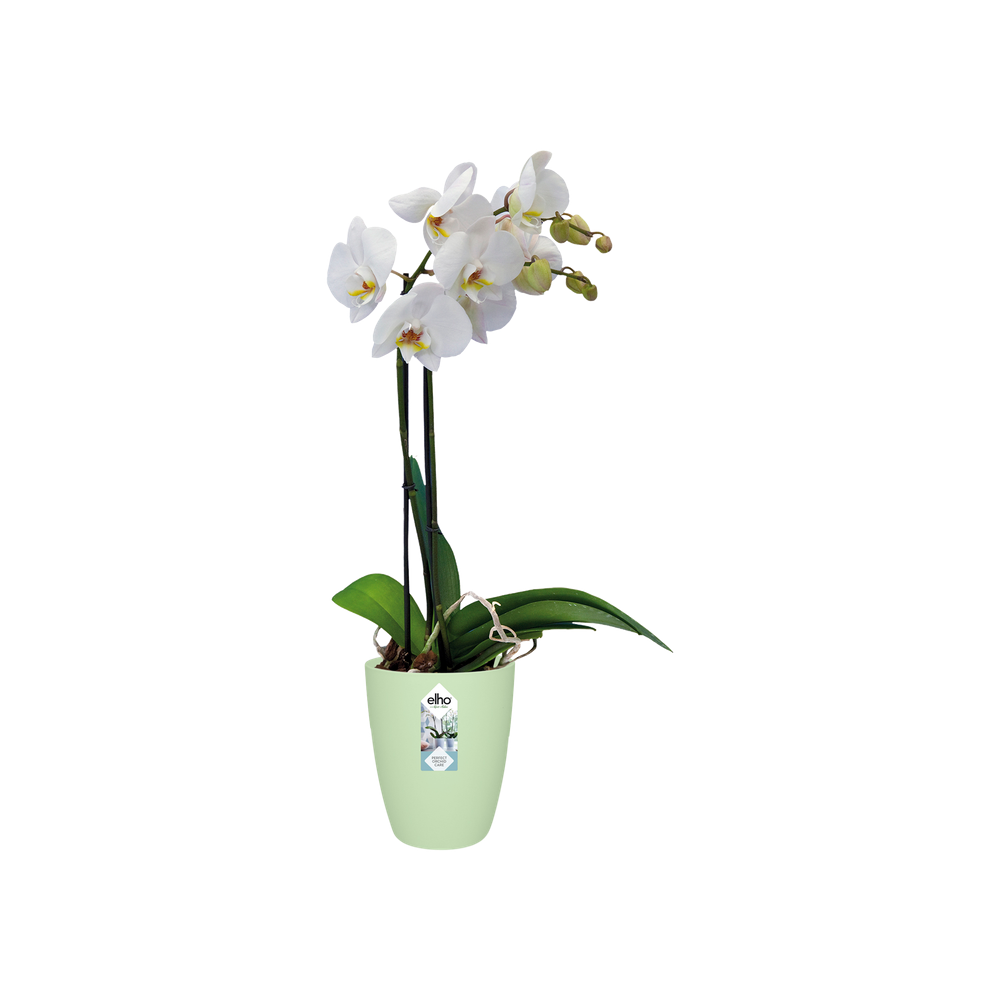 Brussels Orchidee Hoch 12,5