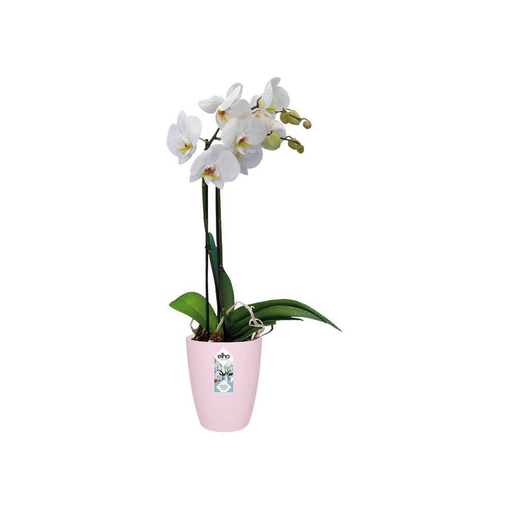 Brussels Orchidee Hoch 12,5