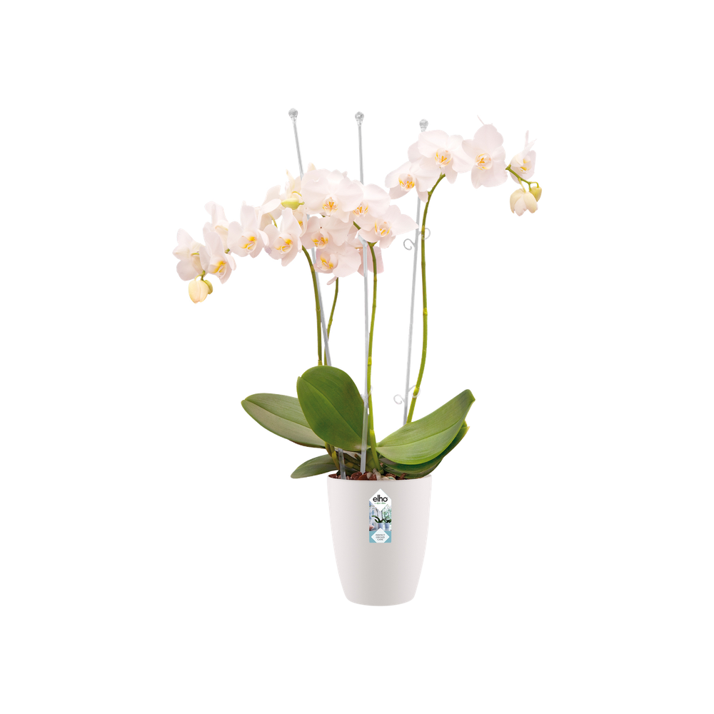 Brussels Orchidee Hoch 12,5
