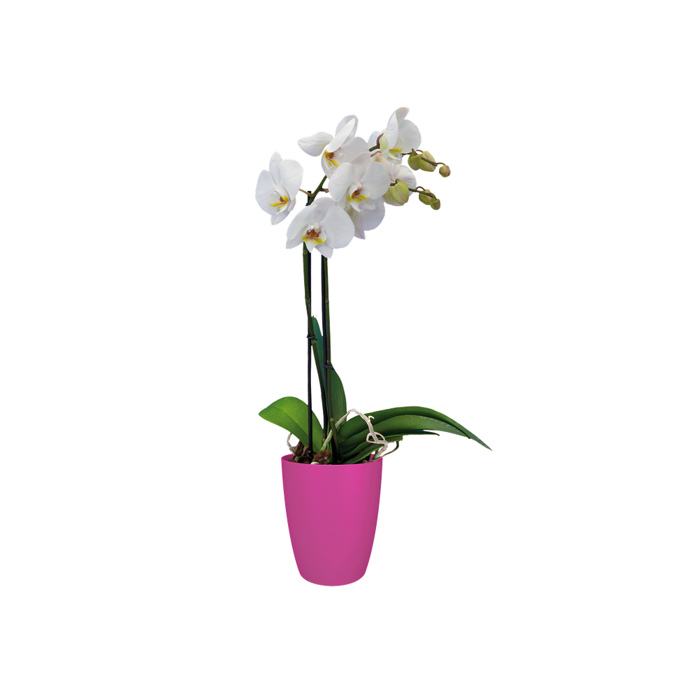 Brussels Orchidee Hoch 12,5
