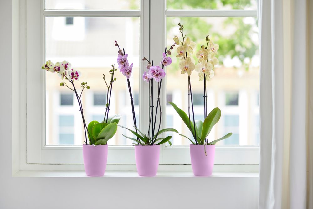 Brussels Orchidee Hoch 12,5