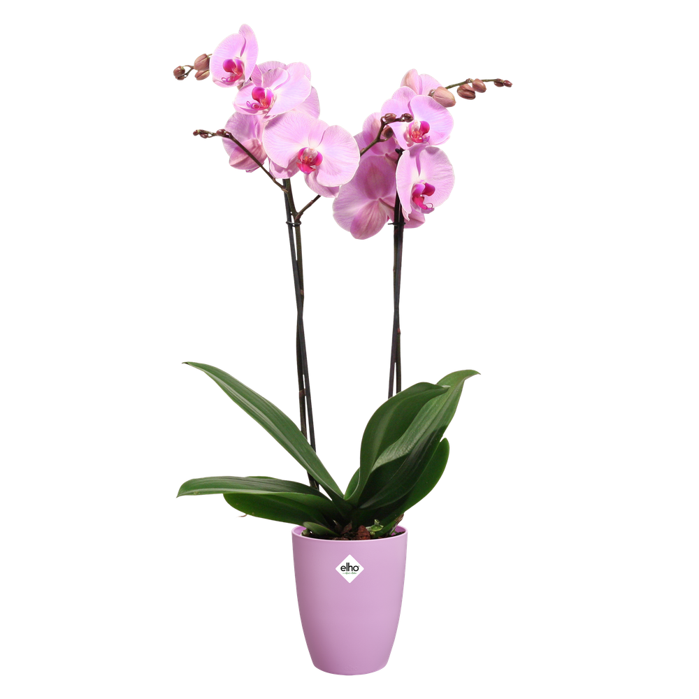 Brussels Orchidee Hoch 12,5