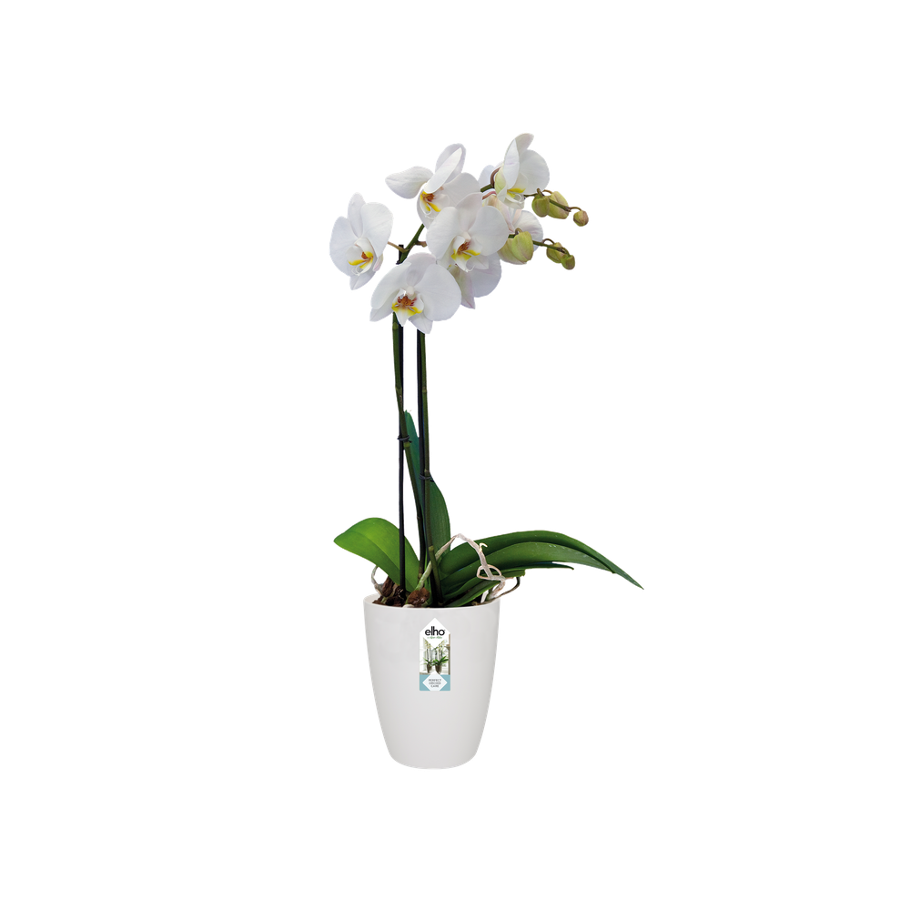 Brussels Orchidee Hoch 12,5