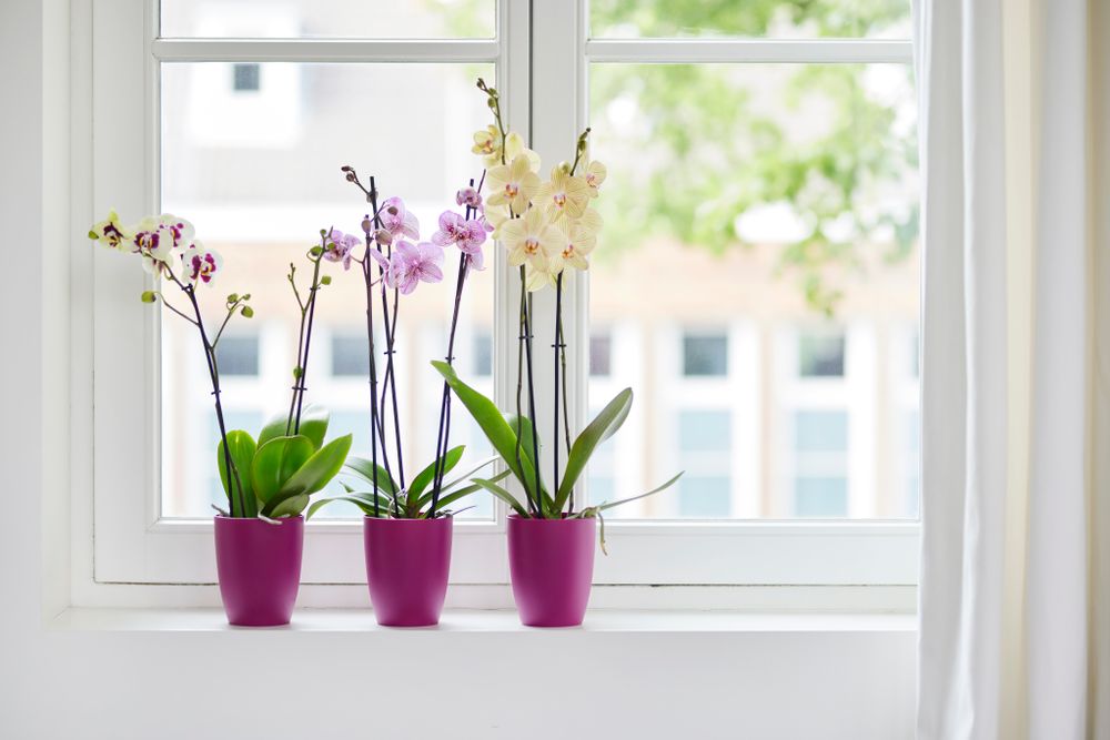 Brussels Orchidee Hoch 12,5