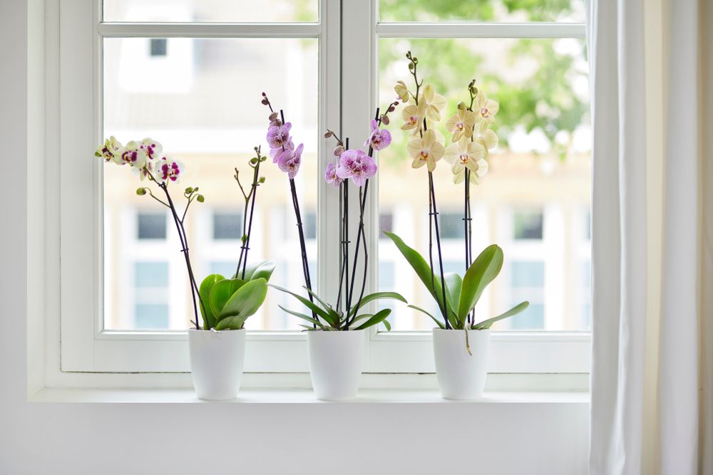 Brussels Orchidee Hoch 12,5