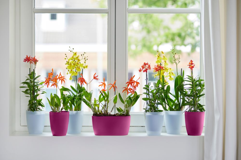 Brussels Orchidee Hoch 12,5