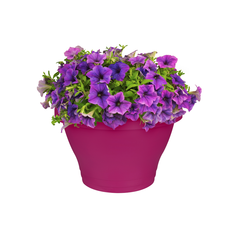 Corsica Wandampel 25