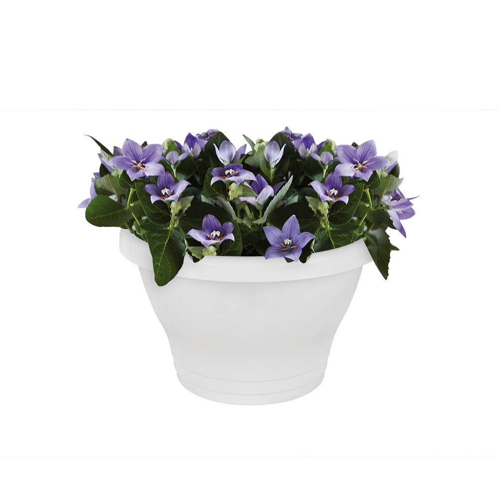 Corsica Wandampel 25