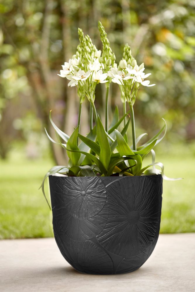 Fuente Lily Rund 38