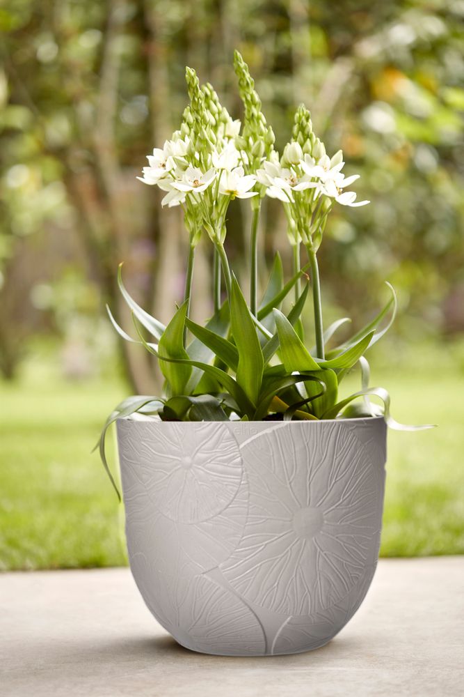 Fuente Lily Rund 38