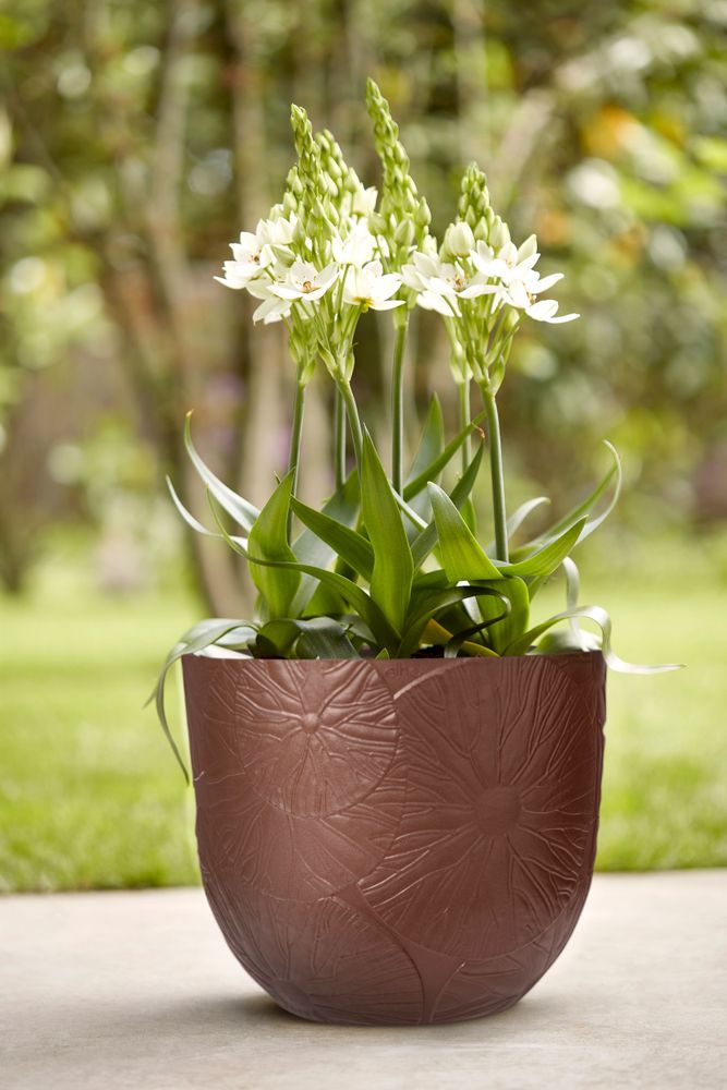 Fuente Lily Rund 38