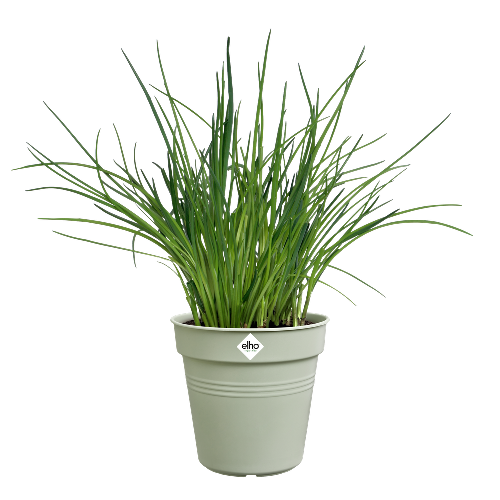 Green Basics Anzuchttopf 13