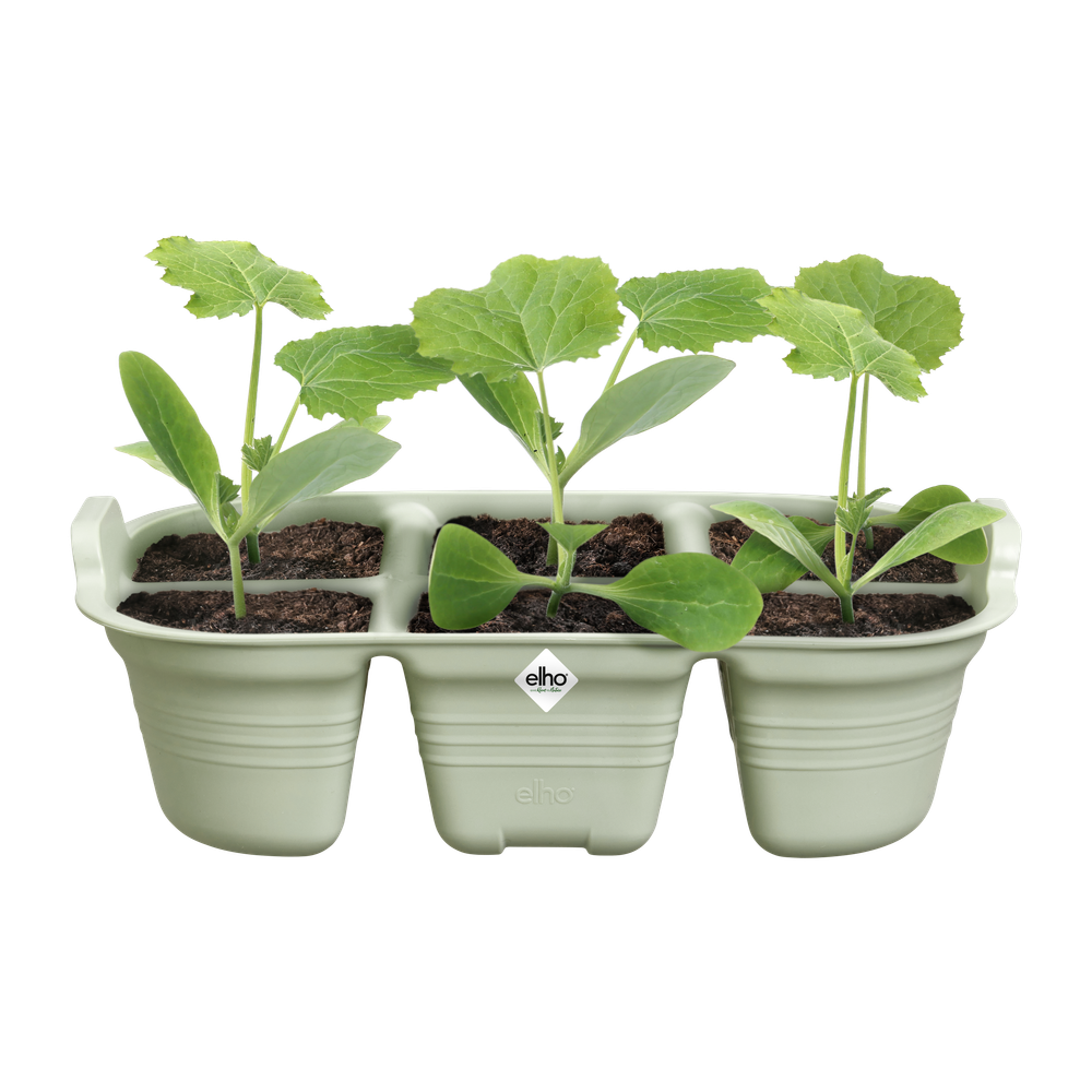 Green Basics Saatschale 22