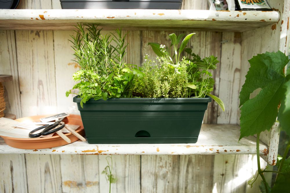 Green Basics Balkonkasten Mini 30