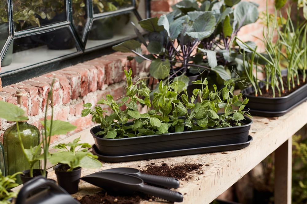 Green Basics Anzucht Untersetzer L