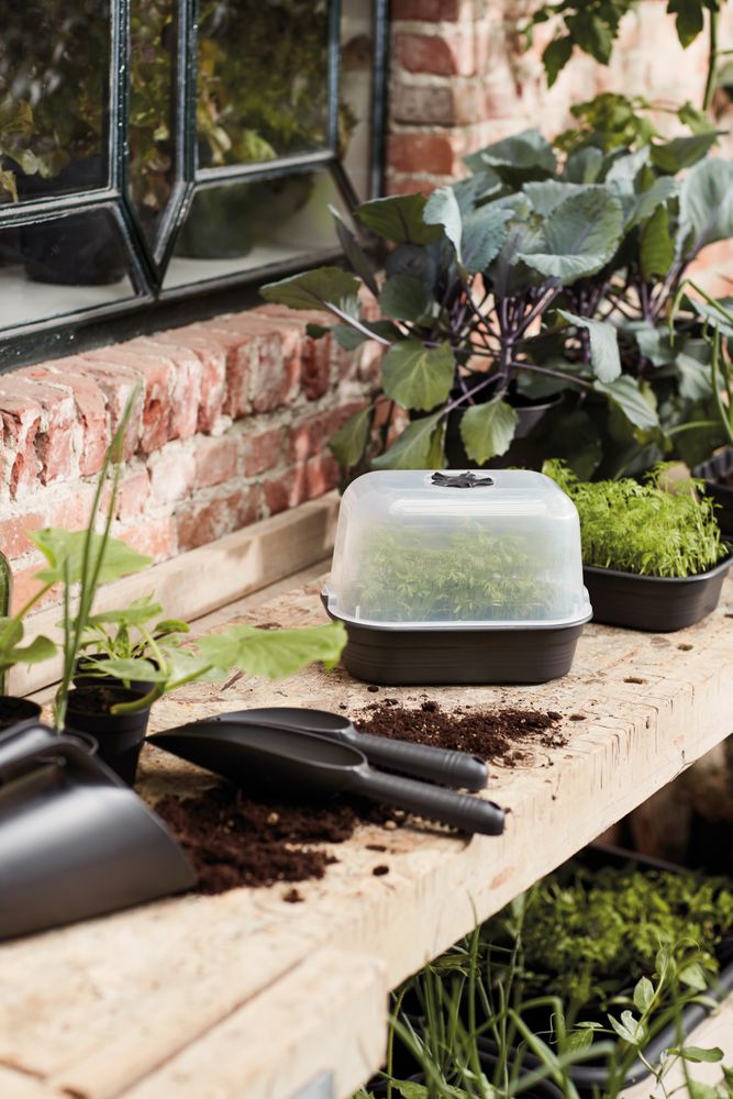 Green Basics Anzucht Schale S