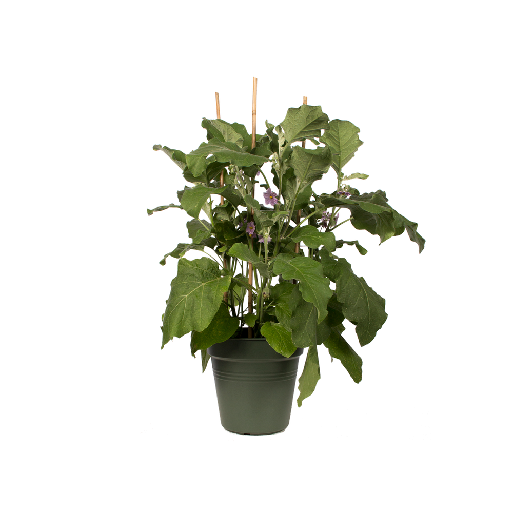 Green Basics Anzuchttopf 35