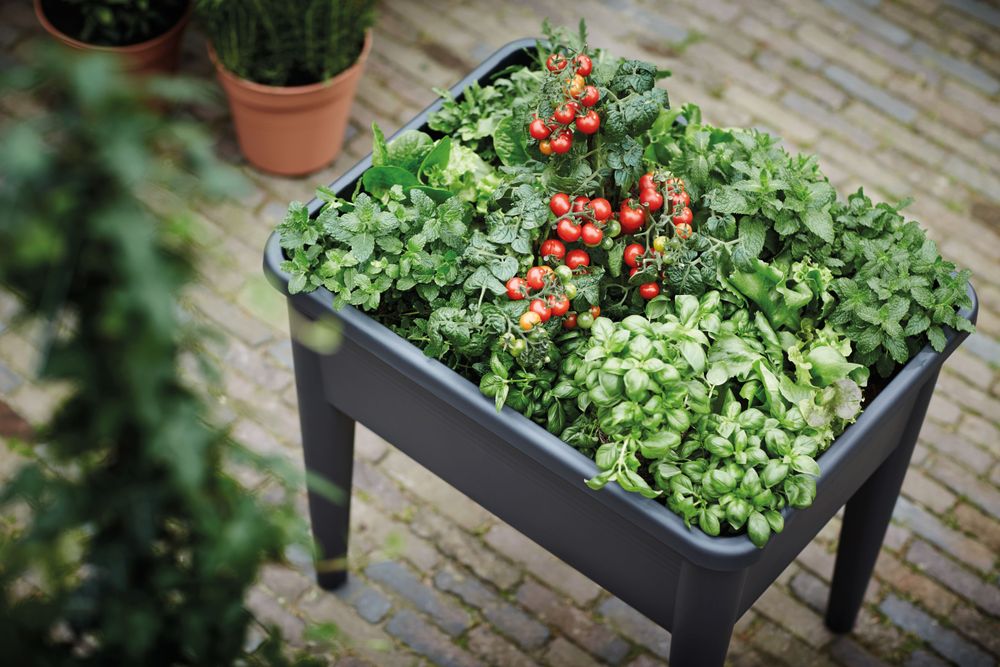 Green Basics Anzucht Tisch Super Xxl