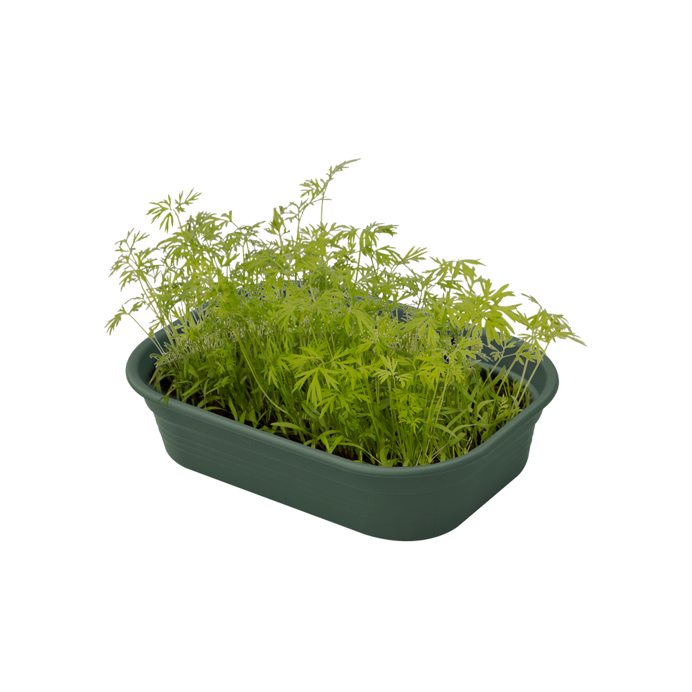 Green Basics Anzucht Schale S