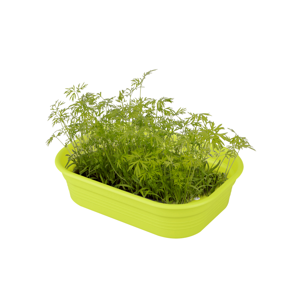 Green Basics Anzucht Schale S