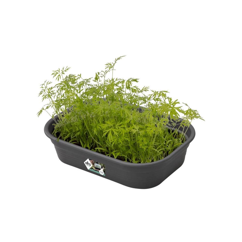 Green Basics Anzucht Schale S
