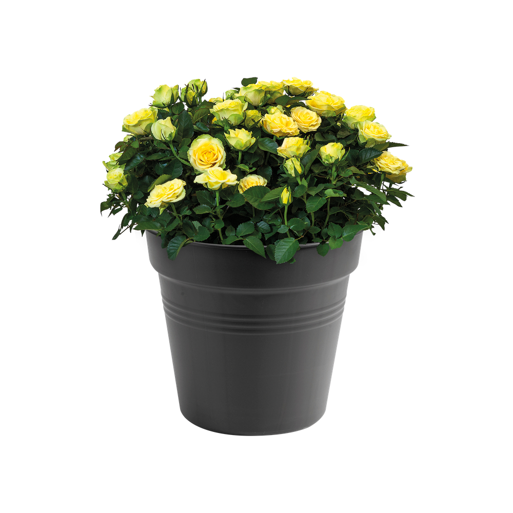 Green Basics Anzuchttopf 40