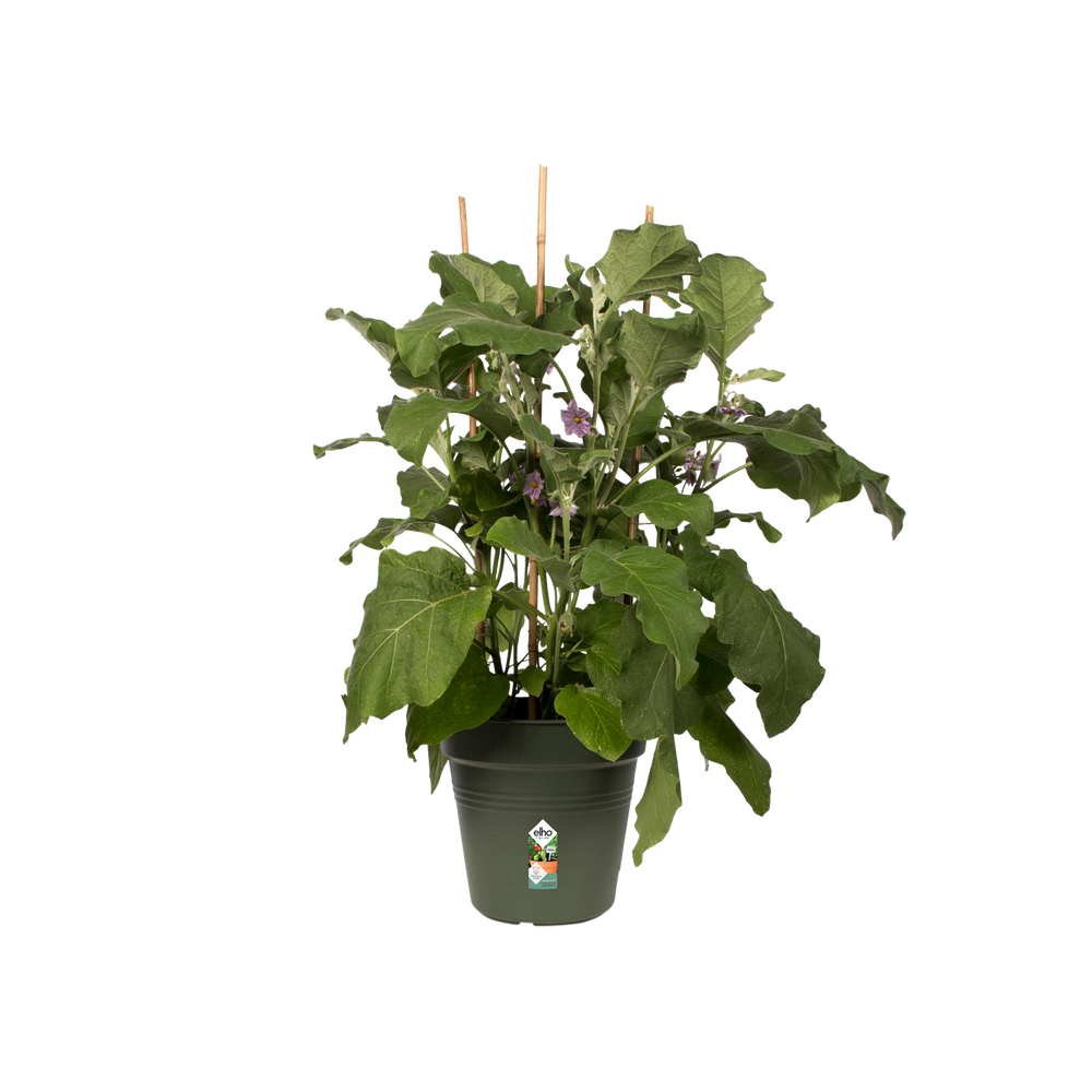 Green Basics Anzuchttopf 40