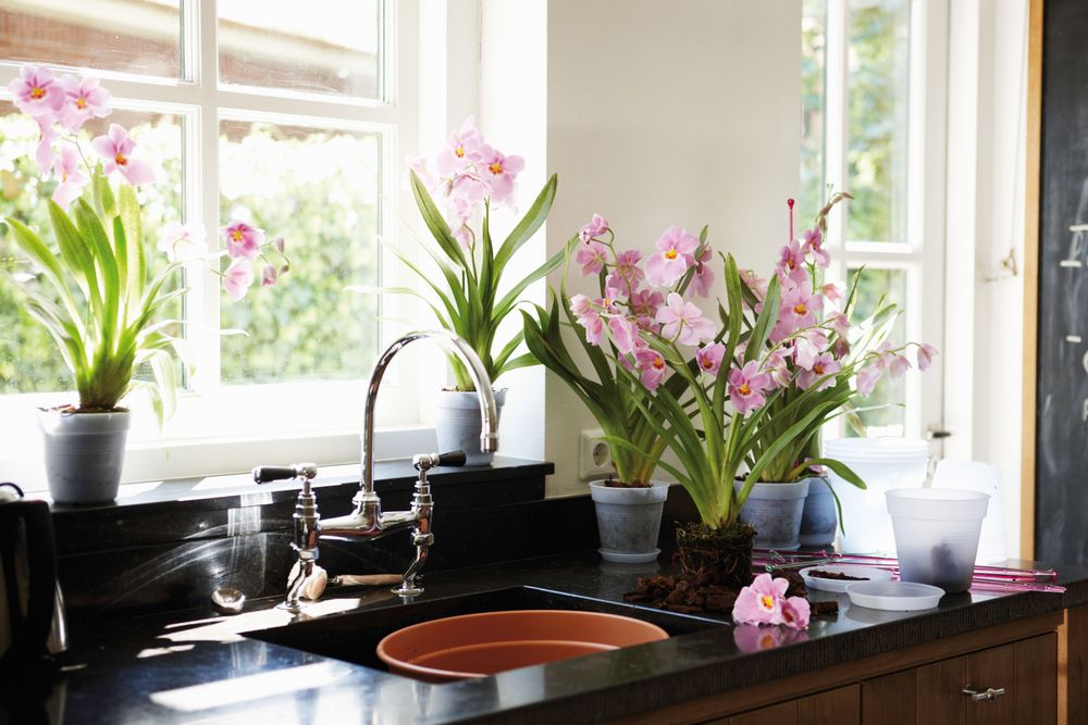 Green Basics Orchidee Untersetzer 10