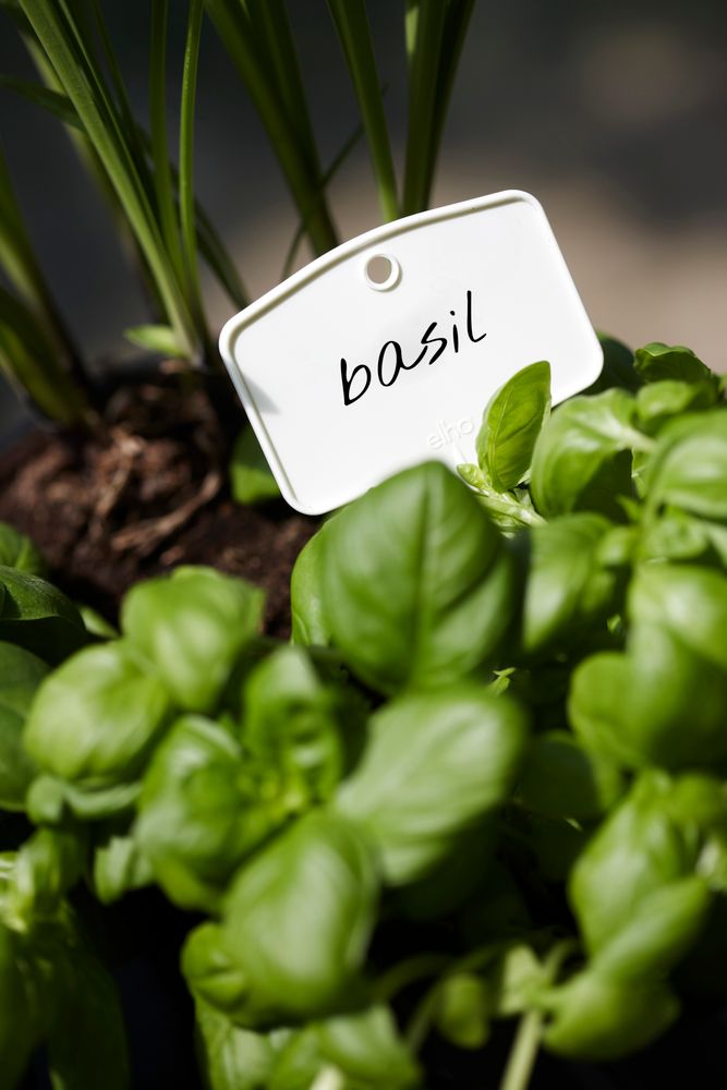 BNDL Gb Gyo Set S + Pflanzstift