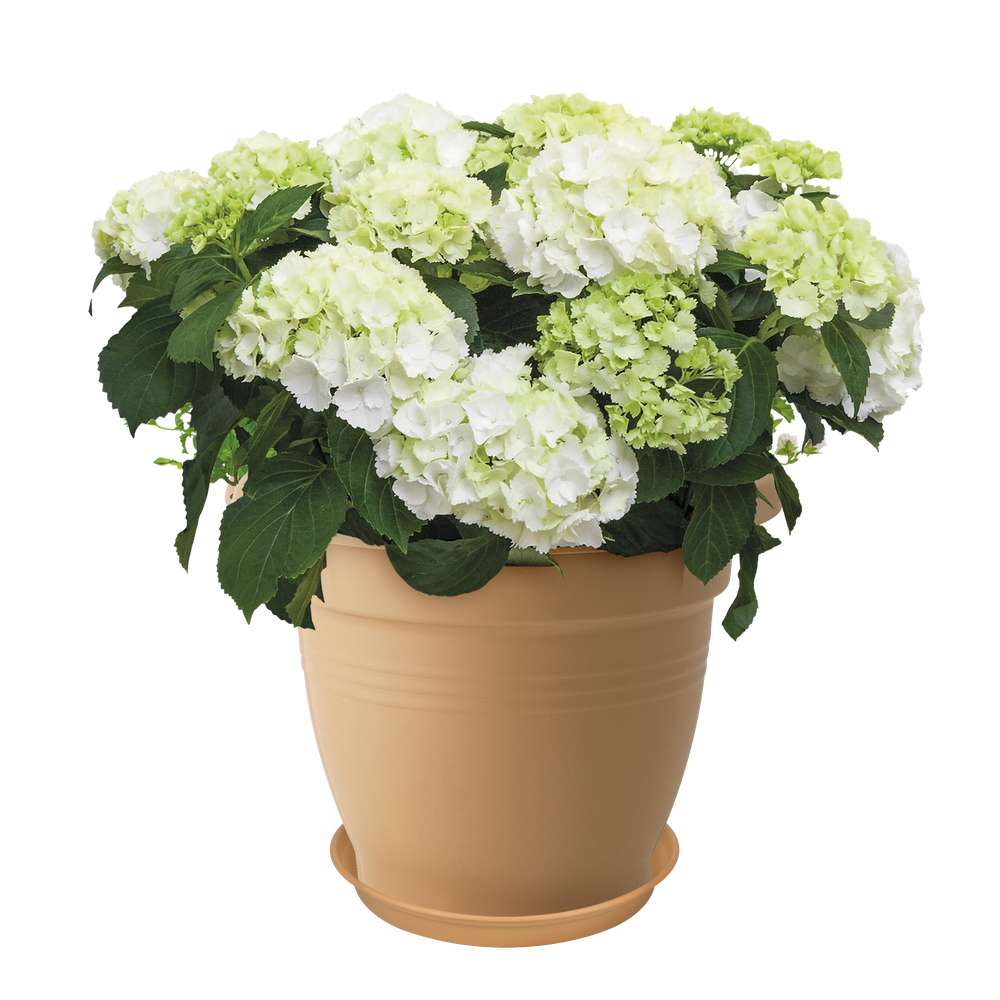 Green Basics Untersetzer 53