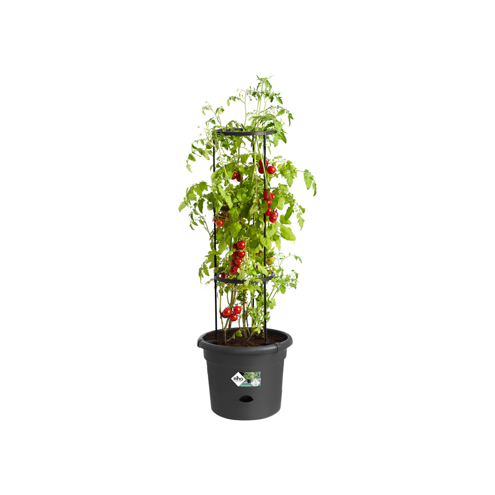 Green Basics Tomatentopf 33