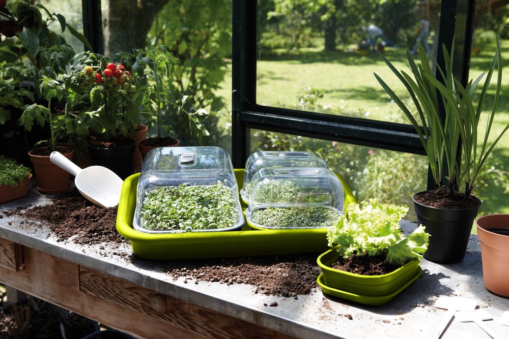 Green Basics Anzucht Unterlage 59