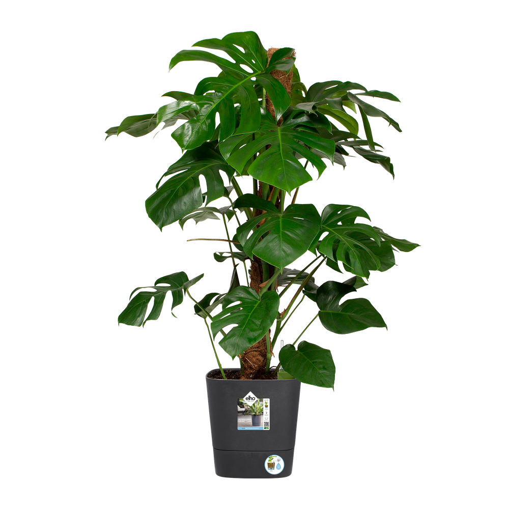 Greensense Aqua Care Quadrat 30